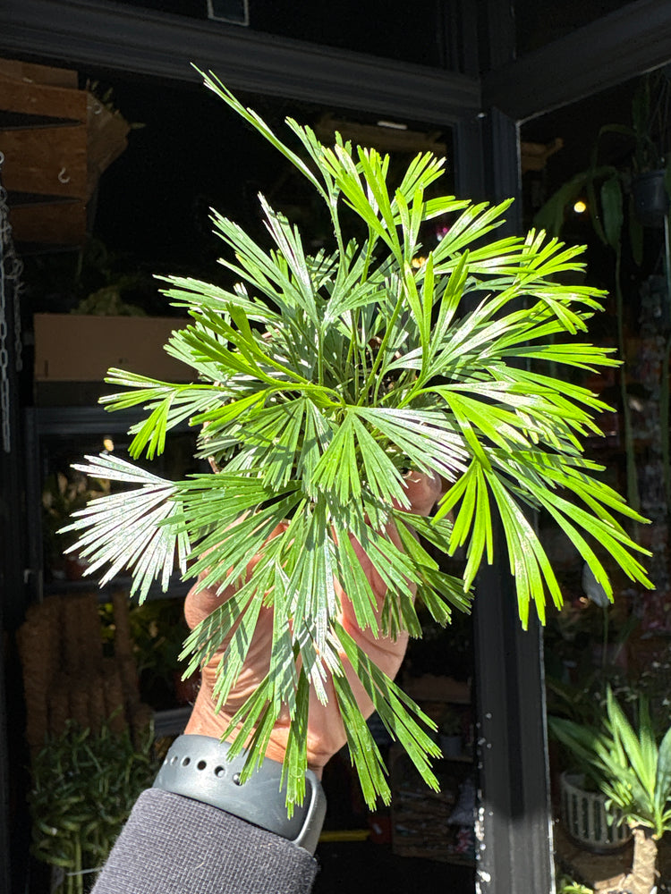 Actiniopteris australis fern in 5.5cm pot outside Urban Tropicana plant shop in Chiswick, London