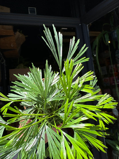 Actiniopteris australis fern in 5.5cm pot outside Urban Tropicana plant shop in Chiswick, London