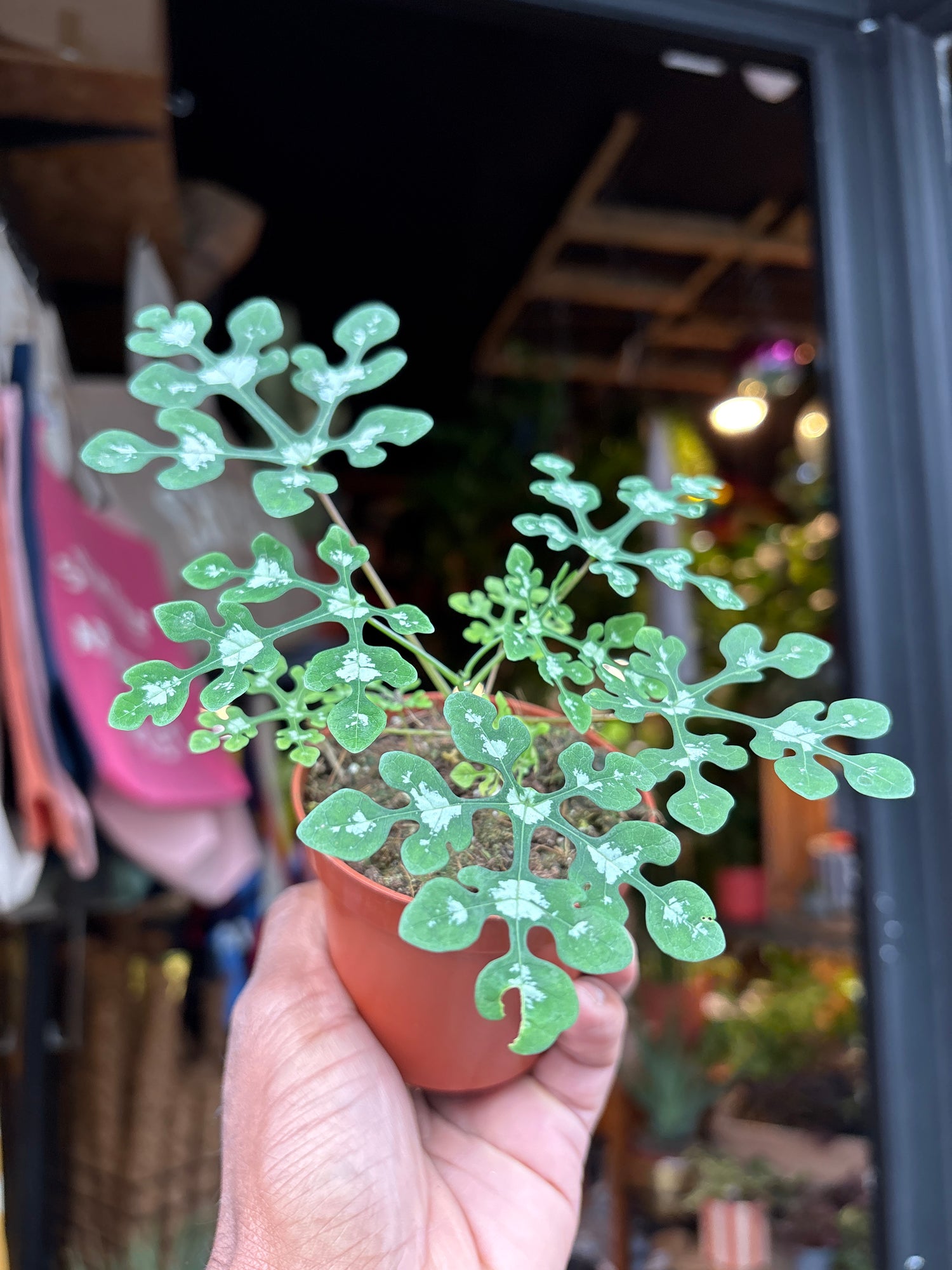 An Adenia Perrieri plant in front of Urban Tropicana’s plant shop in Chiswick, London