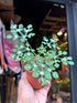 An Adenia Perrieri plant in front of Urban Tropicana’s plant shop in Chiswick, London