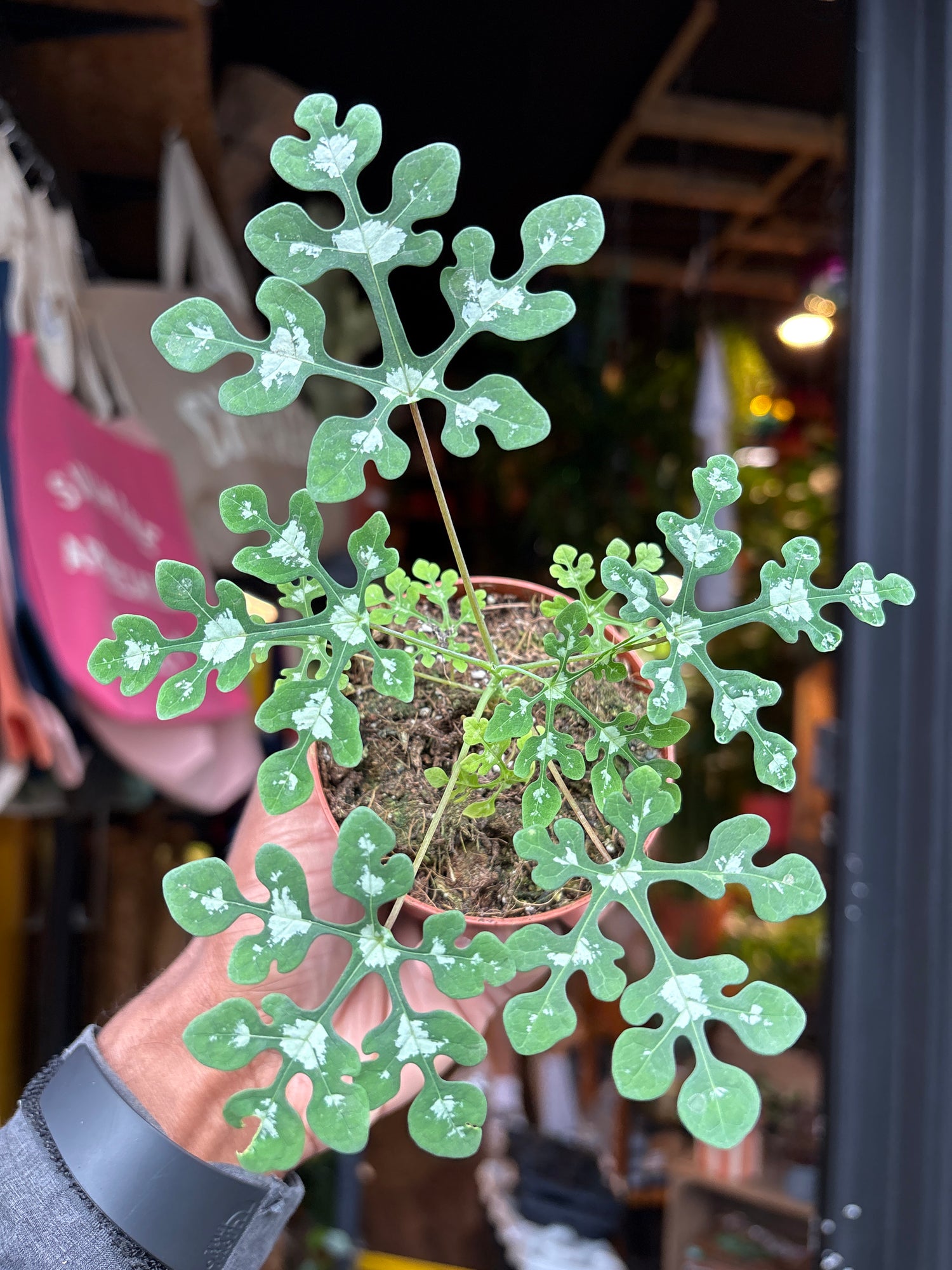 An Adenia Perrieri plant in front of Urban Tropicana’s plant shop in Chiswick, London