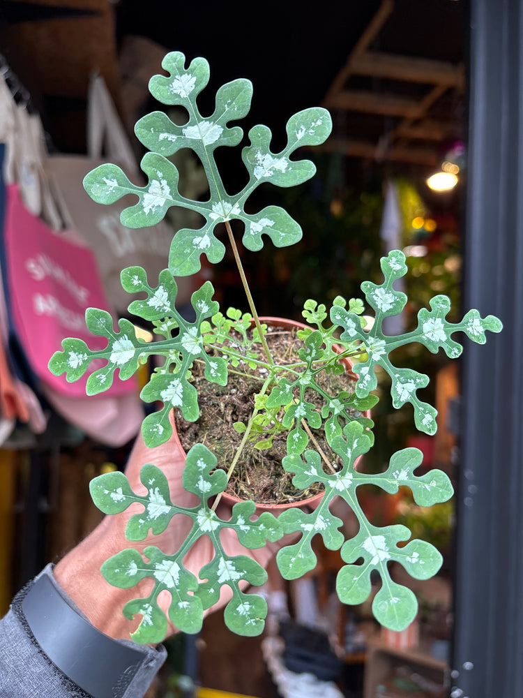 An Adenia Perrieri plant in front of Urban Tropicana’s plant shop in Chiswick, London