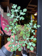 An Adenia Perrieri plant in front of Urban Tropicana’s plant shop in Chiswick, London