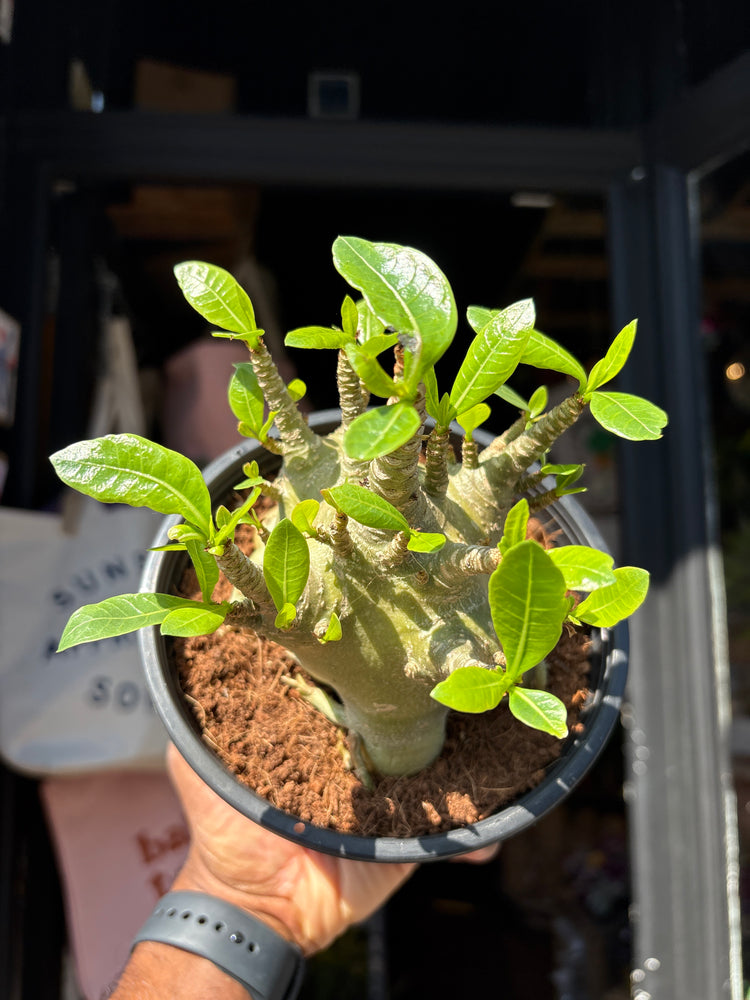 Adenium ‘Baobab’ succulent outside Urban Tropicana plant shop in Chiswick, London