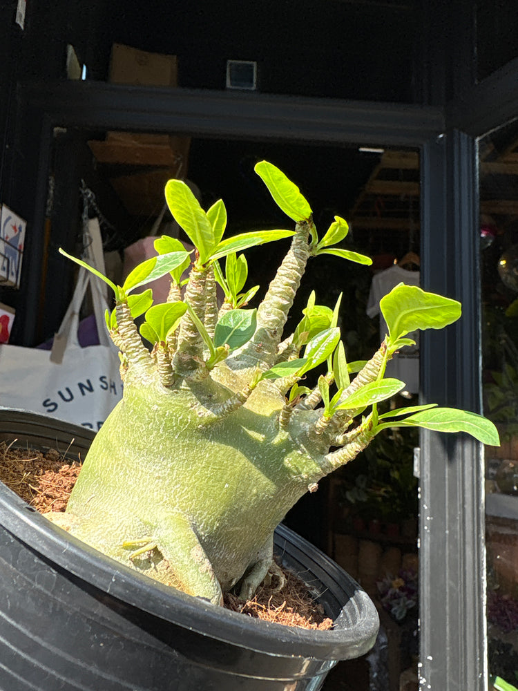 Adenium ‘Baobab’ succulent outside Urban Tropicana plant shop in Chiswick, London