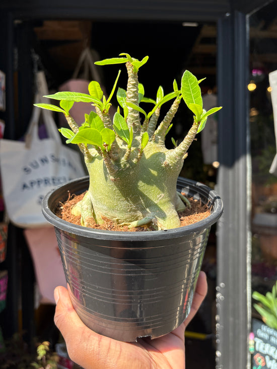 Adenium ‘Baobab’ succulent outside Urban Tropicana plant shop in Chiswick, London