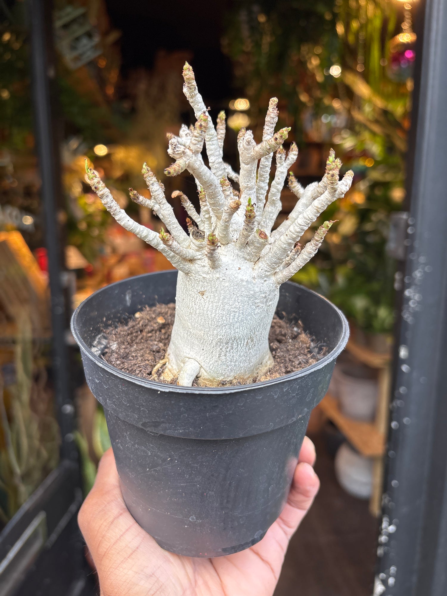 A Adenium baobab plant in front of Urban Tropicana&