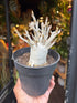 A Adenium baobab plant in front of Urban Tropicana&