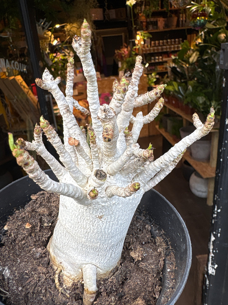 A Adenium baobab plant in front of Urban Tropicana&