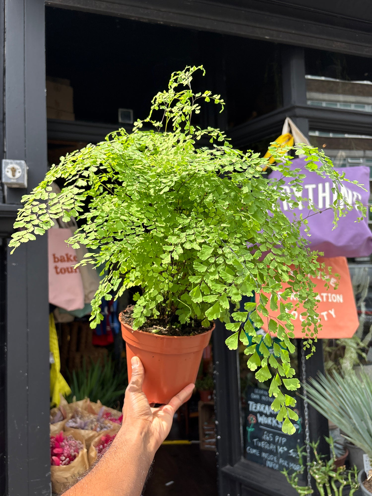 
A Adiantum Fragrans Maidenhair Fern plant in front of Urban Tropicana’s plant shop in Chiswick, London
