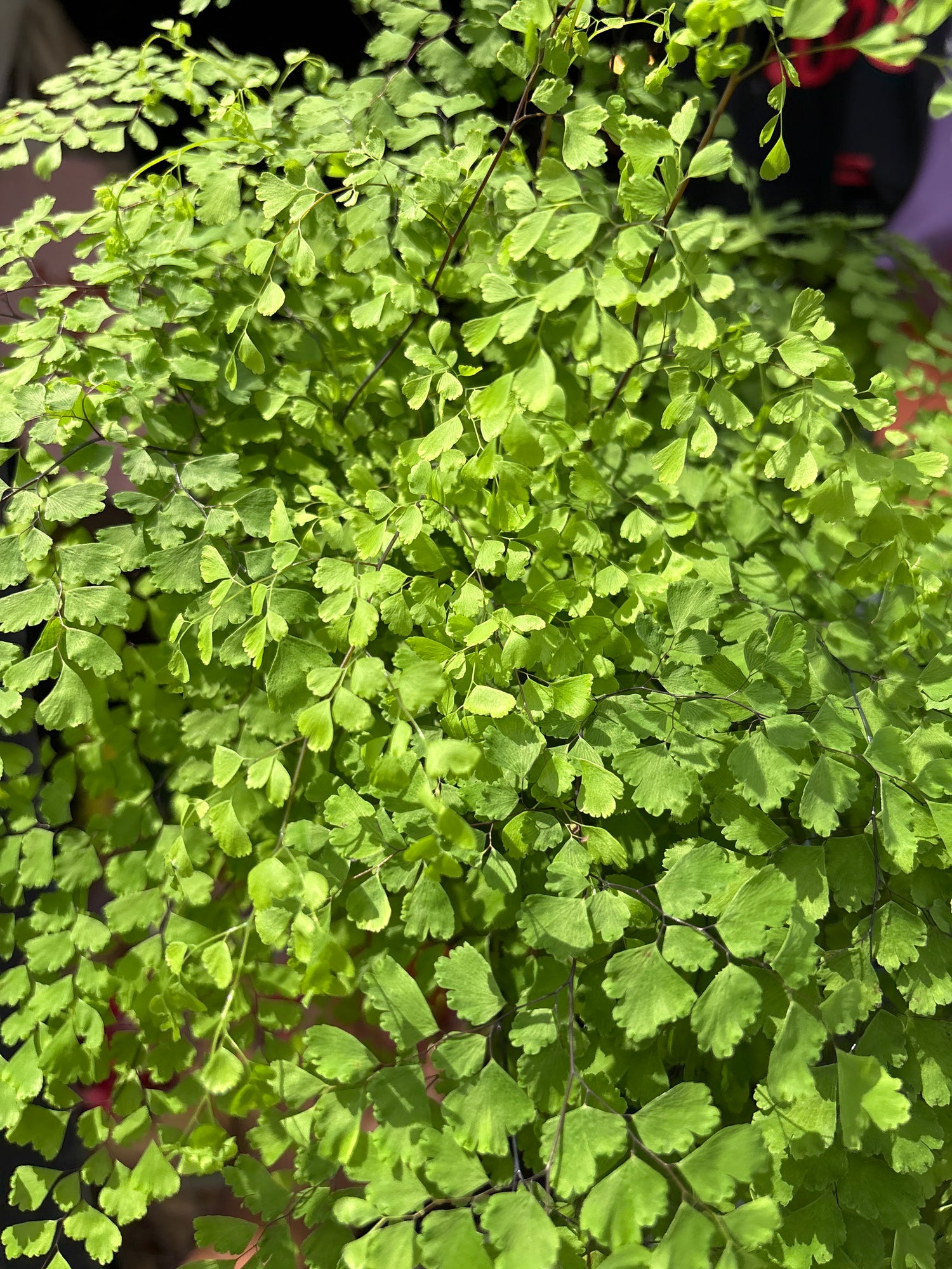 
A Adiantum Fragrans Maidenhair Fern plant in front of Urban Tropicana’s plant shop in Chiswick, London