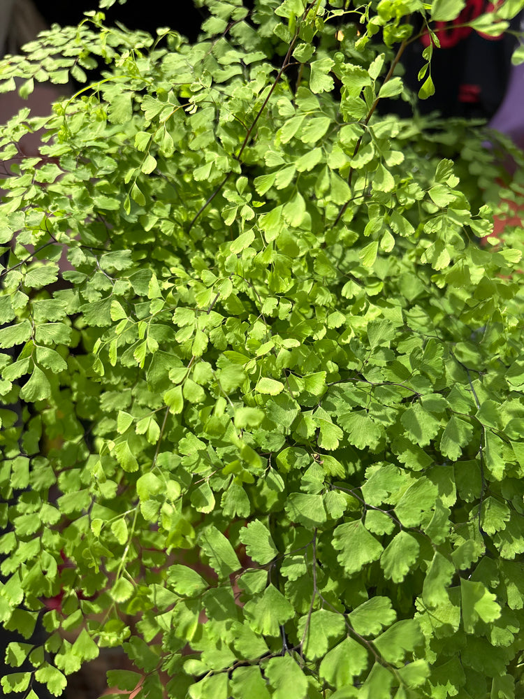 
A Adiantum Fragrans Maidenhair Fern plant in front of Urban Tropicana’s plant shop in Chiswick, London