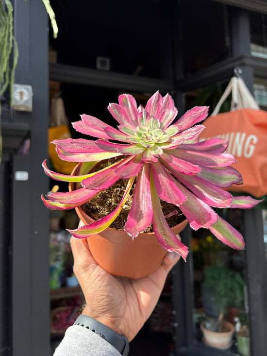 An Aeonium ‘Mardi Gras’ succulent, with rosettes of green, purple, and pink leaves, displayed in front of Urban Tropicana’s Plant Shop in Chiswick, London