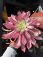 An Aeonium ‘Mardi Gras’ succulent, with rosettes of green, purple, and pink leaves, displayed in front of Urban Tropicana’s Plant Shop in Chiswick, London