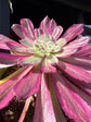 An Aeonium ‘Mardi Gras’ succulent, with rosettes of green, purple, and pink leaves, displayed in front of Urban Tropicana’s Plant Shop in Chiswick, London