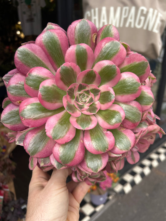 Aeonium ‘Pink Witch’ succulent plant outside Urban Tropicana plant shop in Chiswick, London