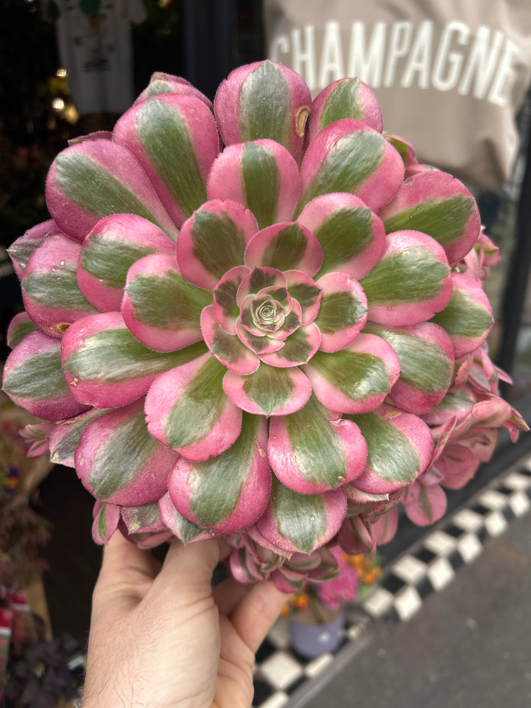 Aeonium ‘Pink Witch’ succulent plant outside Urban Tropicana plant shop in Chiswick, London