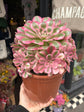 Aeonium ‘Pink Witch’ succulent plant outside Urban Tropicana plant shop in Chiswick, London