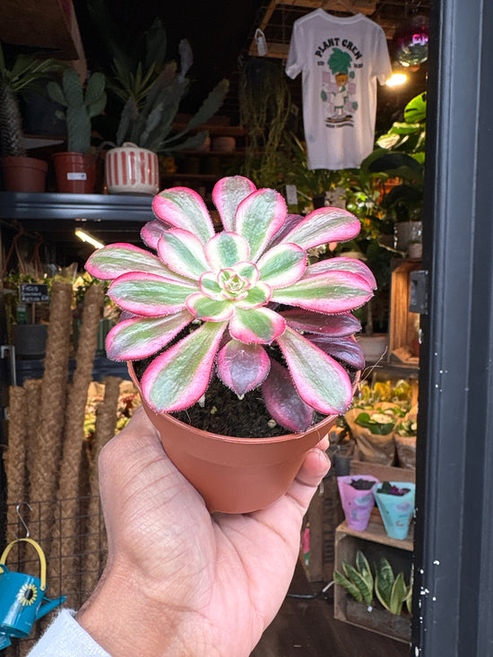 which succulents are patented Aeonium Pink Witch - House Plants - Plant Shop