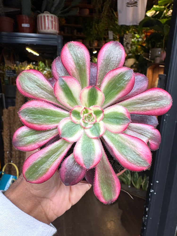 An Aeonium Pink Witch plant in front of Urban Tropicana’s Plant Shop in Chiswick London