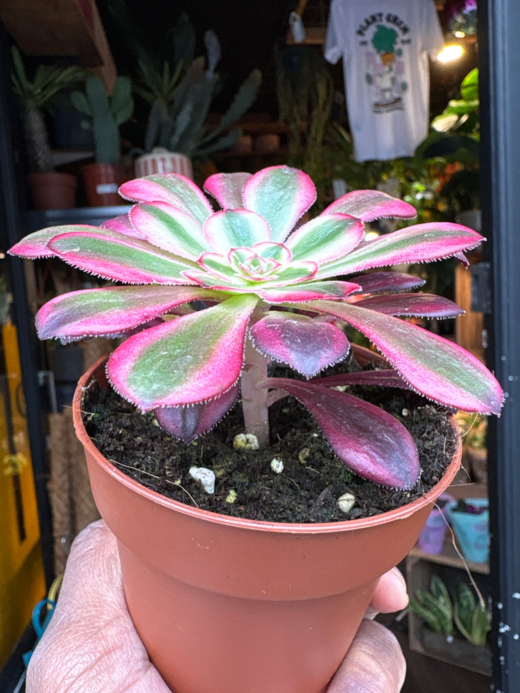 An Aeonium Pink Witch plant in front of Urban Tropicana’s Plant Shop in Chiswick London