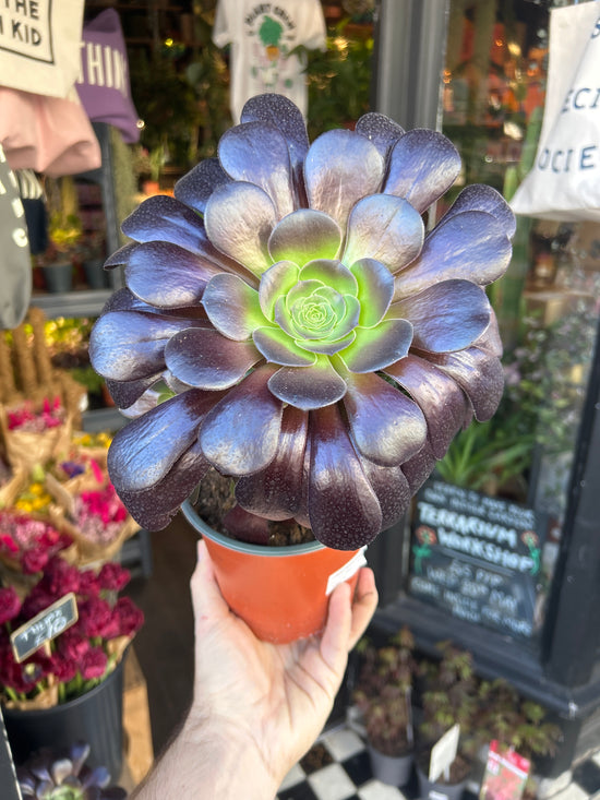 Aeonium ‘Velours’ succulent outside Urban Tropicana plant shop in Chiswick, London