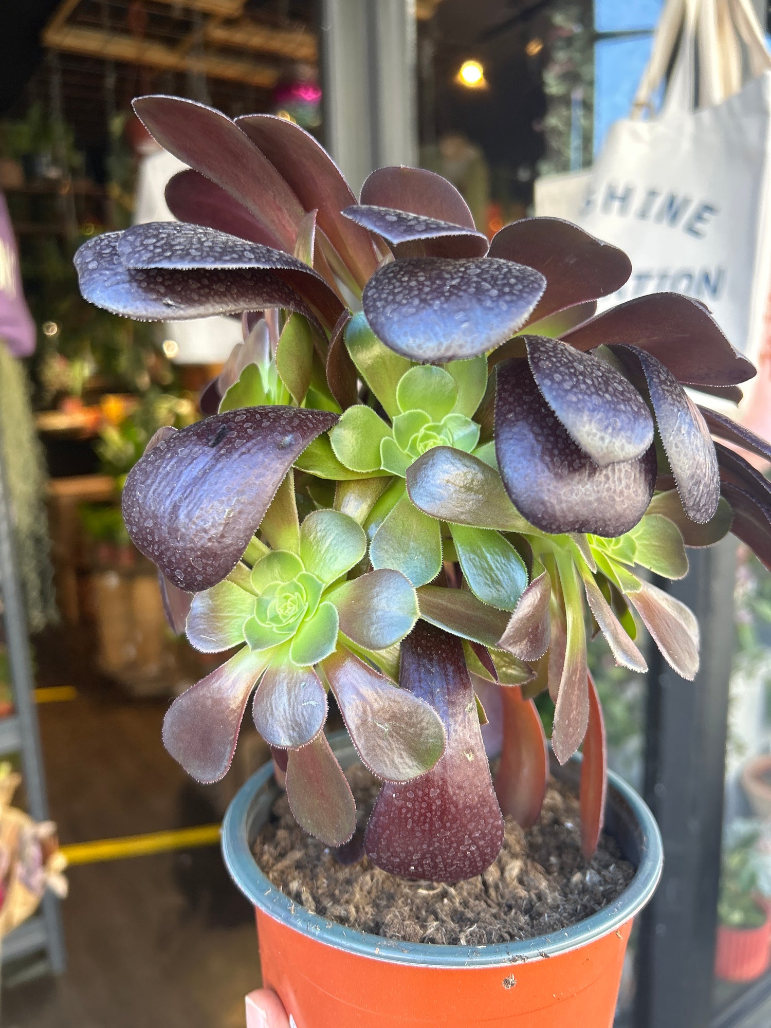 aeonium succulent plant Aeonium Velours - House Plants - Plant Shop