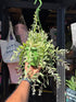 Aeschynanthus ‘Bolero Bicolour’ lipstick plant outside Urban Tropicana plant shop in Chiswick, London