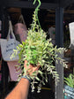 Aeschynanthus ‘Bolero Bicolour’ lipstick plant outside Urban Tropicana plant shop in Chiswick, London