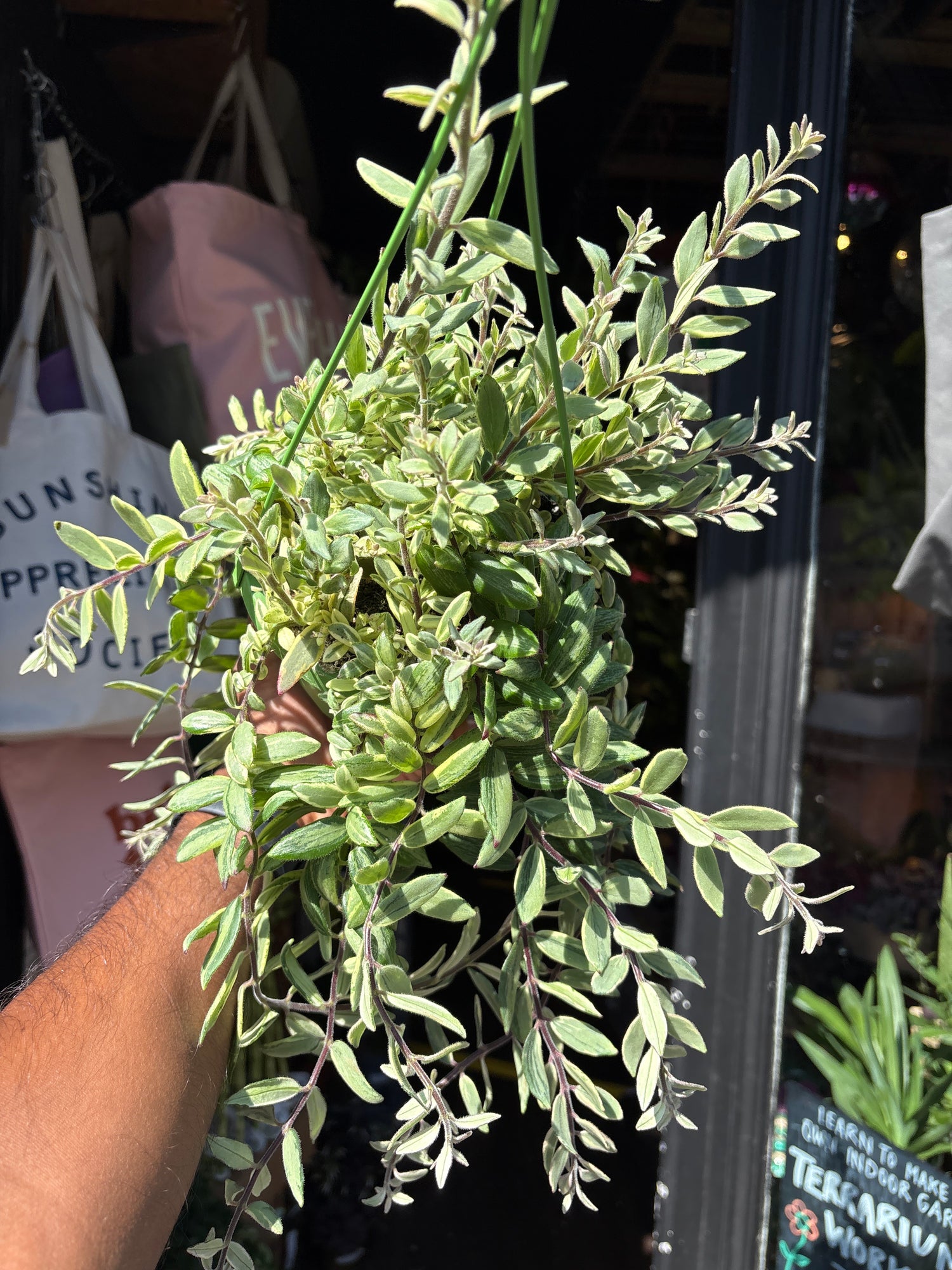 Aeschynanthus ‘Bolero Bicolour’ lipstick plant outside Urban Tropicana plant shop in Chiswick, London