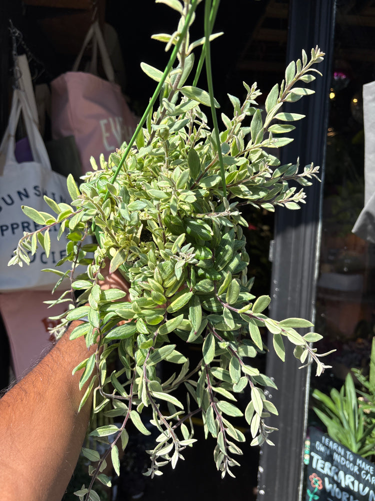 Aeschynanthus ‘Bolero Bicolour’ lipstick plant outside Urban Tropicana plant shop in Chiswick, London