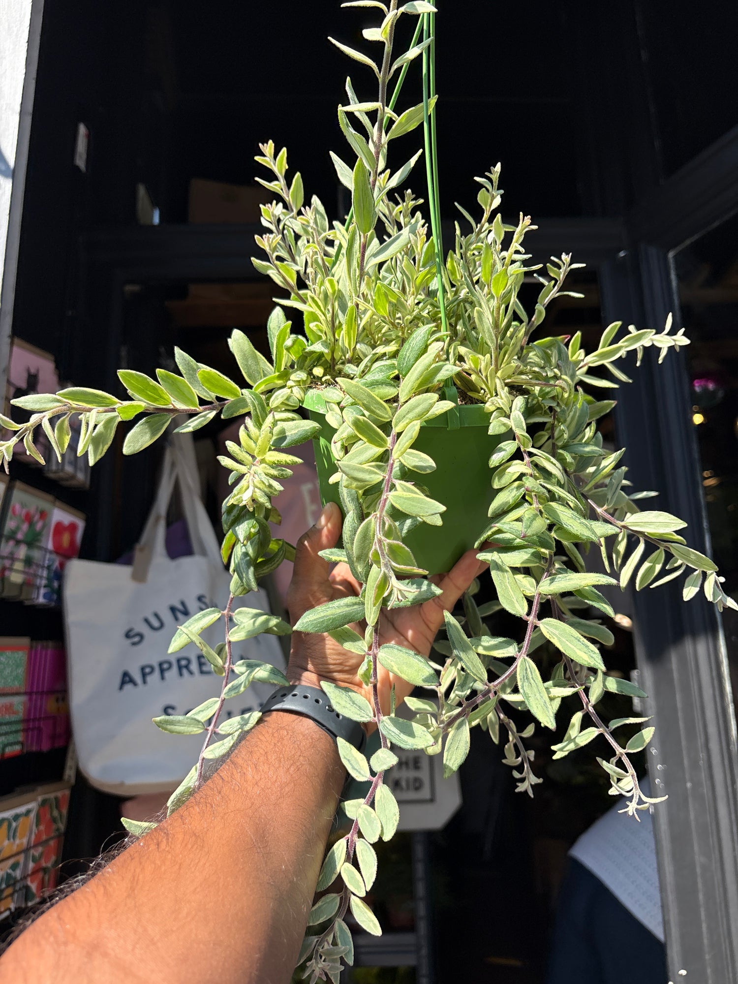 Aeschynanthus ‘Bolero Bicolour’ lipstick plant outside Urban Tropicana plant shop in Chiswick, London
