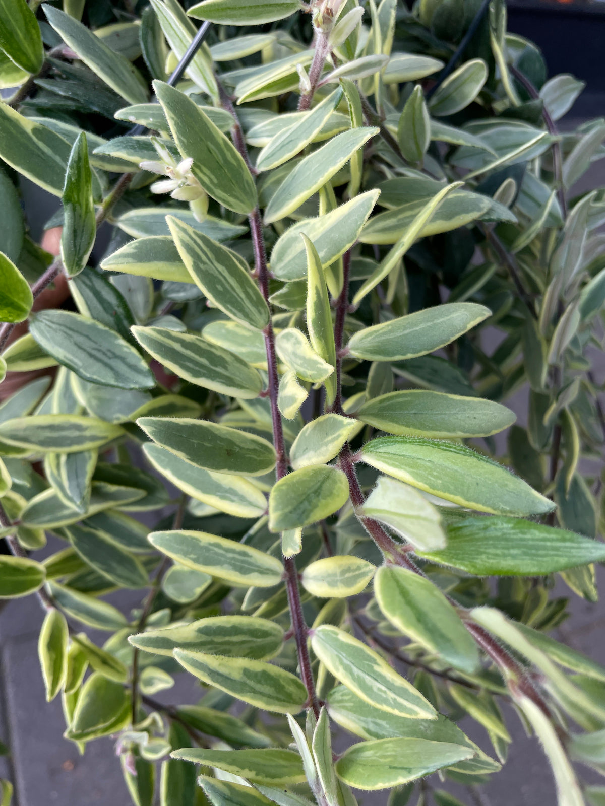 An Aeschynanthus Bolero Bicolour plant also known as a Variegated Lipstick Plant in front of Urban Tropicana&