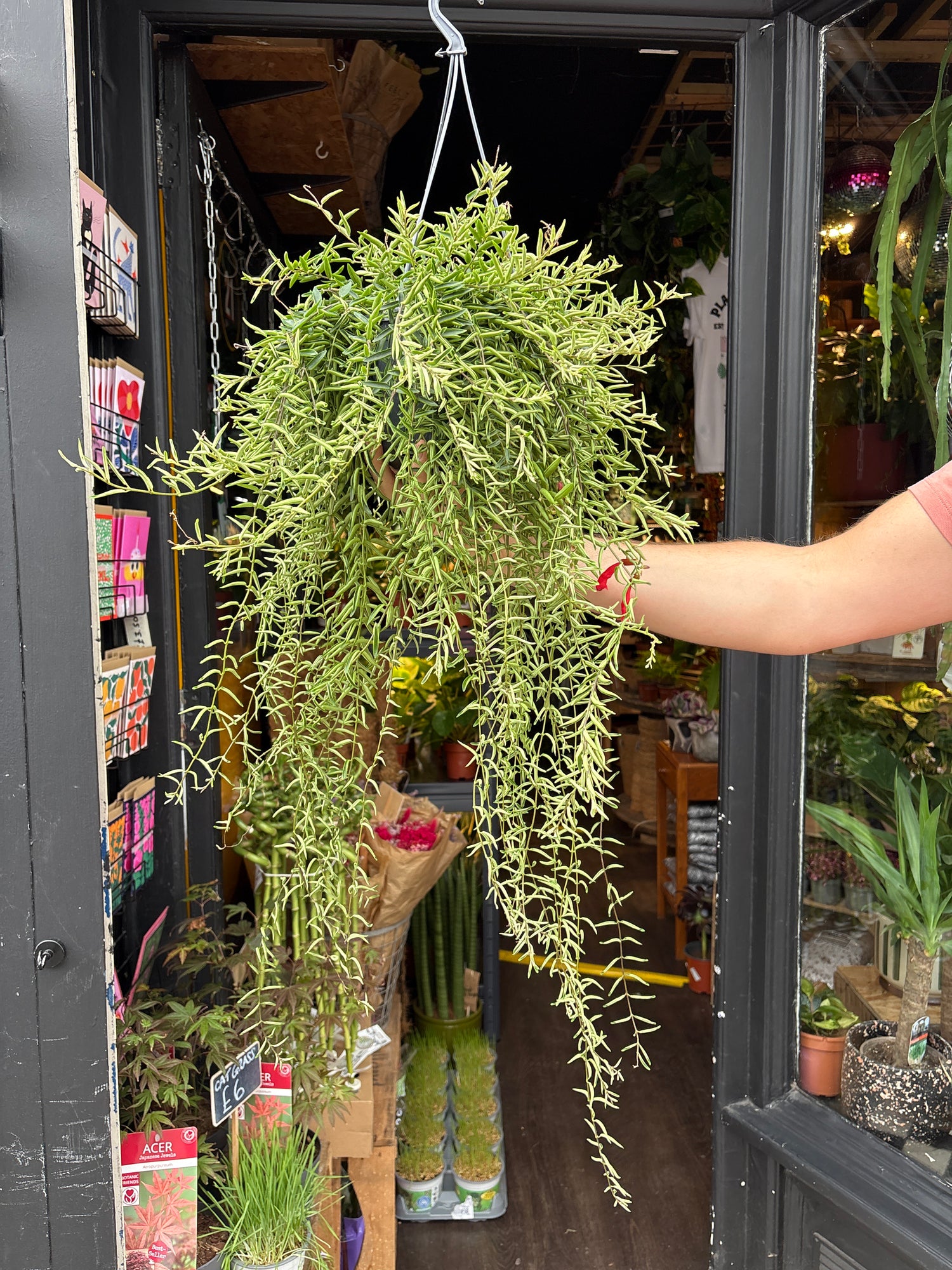 Aeschynanthus ‘Green Star’ lipstick plant in 15cm hanging pot outside Urban Tropicana plant shop in Chiswick, London