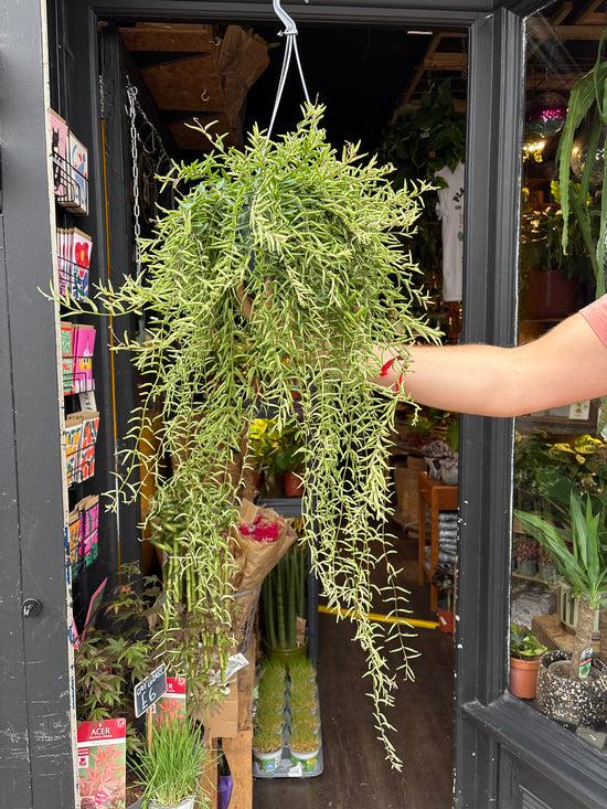 Aeschynanthus ‘Green Star’ lipstick plant in 15cm hanging pot outside Urban Tropicana plant shop in Chiswick, London