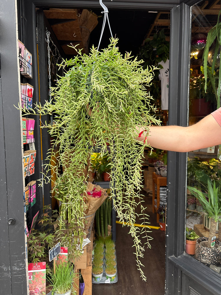 Aeschynanthus ‘Green Star’ lipstick plant in 15cm hanging pot outside Urban Tropicana plant shop in Chiswick, London