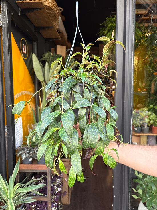 Aeschynanthus Marmoratus | 19cm hanging pot