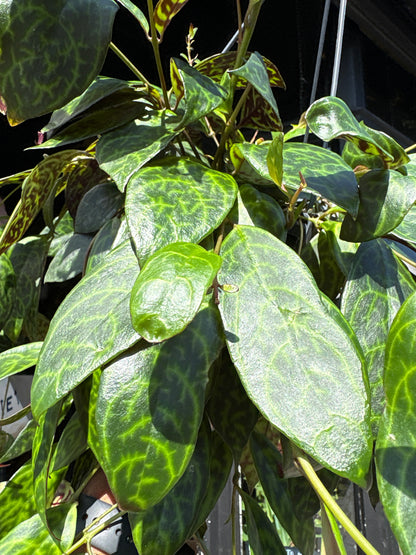 Aeschynanthus marmoratus lipstick plant outside Urban Tropicana plant shop in Chiswick, London