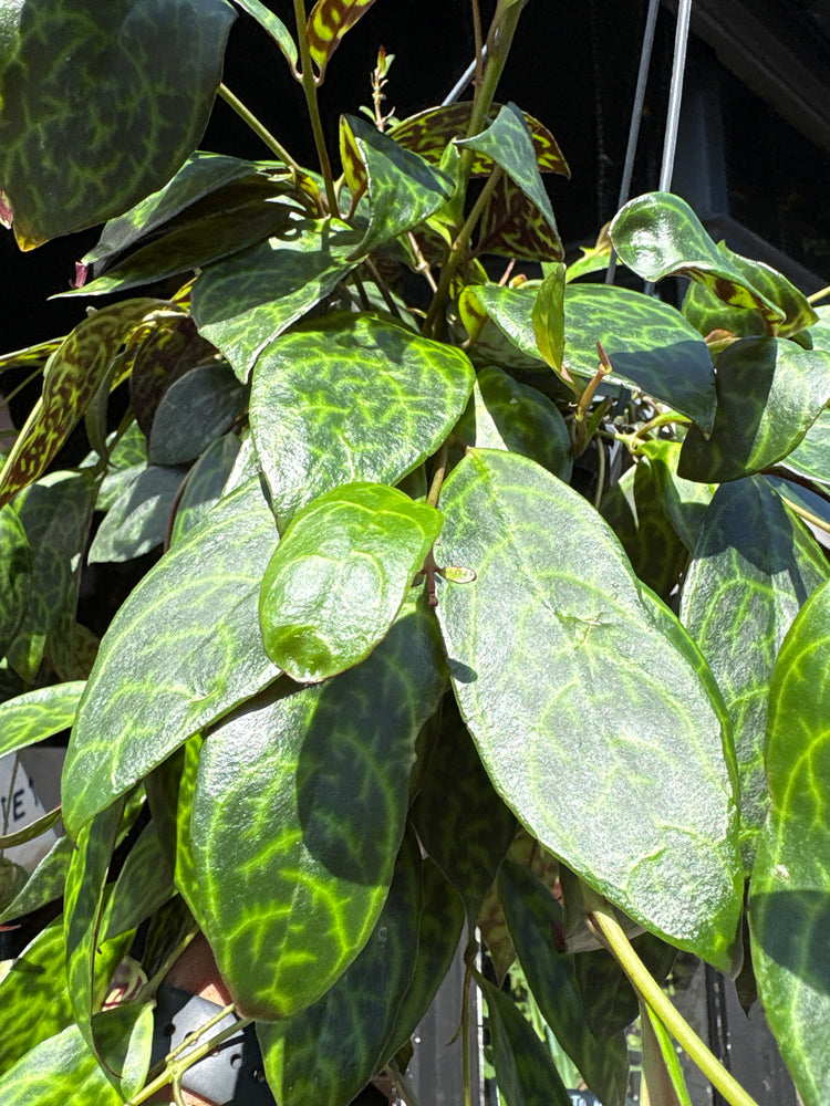 Aeschynanthus marmoratus lipstick plant outside Urban Tropicana plant shop in Chiswick, London