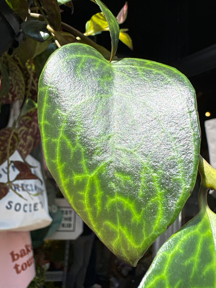 Aeschynanthus marmoratus lipstick plant outside Urban Tropicana plant shop in Chiswick, London
