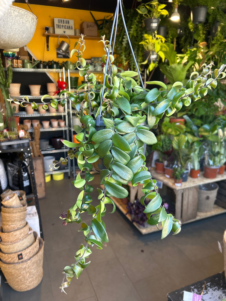 An Aeschynanthus Rasta or ‘lipstick plant’ in front of Urban Tropicana’s Plant Shop in Chiswick London