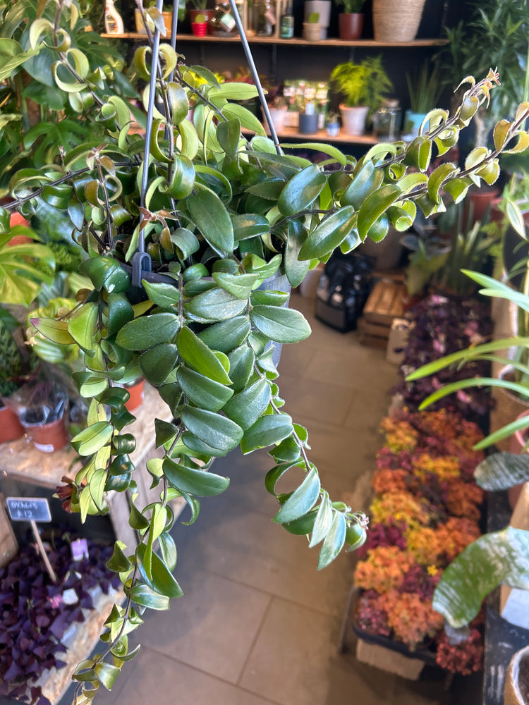 An Aeschynanthus Rasta plant in front of Urban Tropicana’s Plant Shop in Chiswick London