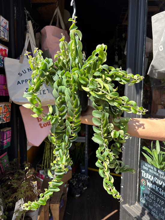 Aeschynanthus ‘Twister’ lipstick plant outside Urban Tropicana plant shop in Chiswick, London