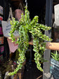 Aeschynanthus ‘Twister’ lipstick plant outside Urban Tropicana plant shop in Chiswick, London