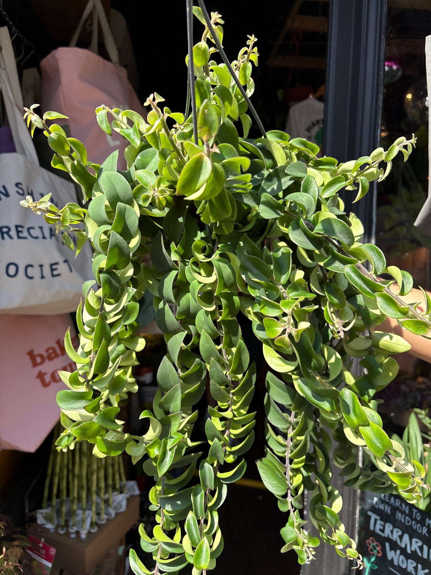 Aeschynanthus ‘Twister’ lipstick plant outside Urban Tropicana plant shop in Chiswick, London