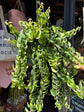 Aeschynanthus ‘Twister’ lipstick plant outside Urban Tropicana plant shop in Chiswick, London
