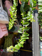 Aeschynanthus ‘Twister’ lipstick plant outside Urban Tropicana plant shop in Chiswick, London