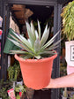 An Agave ‘Shaka Zulu’ plant in front of Urban Tropicana’s plant shop in Chiswick, London