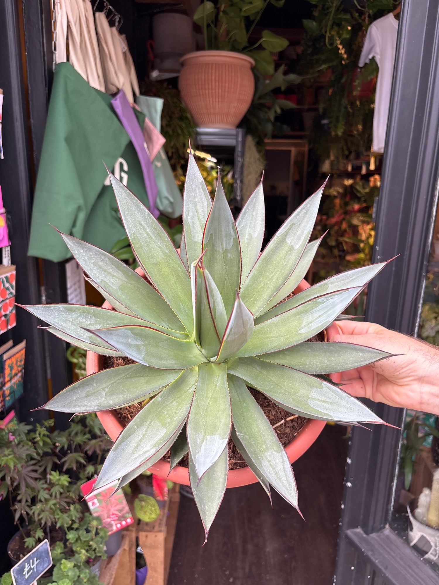 An Agave ‘Shaka Zulu’ plant in front of Urban Tropicana’s plant shop in Chiswick, London
