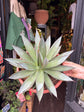 An Agave ‘Shaka Zulu’ plant in front of Urban Tropicana’s plant shop in Chiswick, London